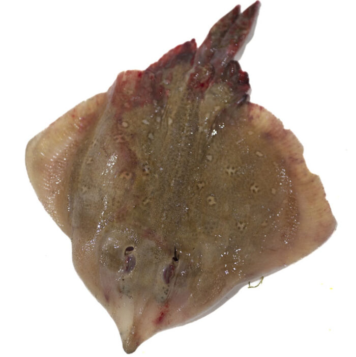 0126-Foto Razza - € 10/kg - immagine 1